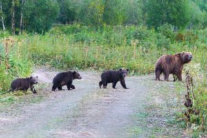 Kamchatka brown she-bear come out forest with 3 bear cubs, walking country road with yearling beasts